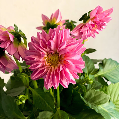 Pink Dahlia 'Royal' - Sprouts of Bristol
