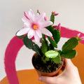 Pink Easter Cactus - Rhipsalidopsis gaertneri - Sprouts of Bristol