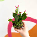 Pink Easter Cactus - Rhipsalidopsis gaertneri - Sprouts of Bristol