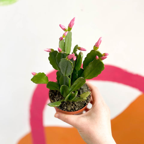 Pink Easter Cactus - Rhipsalidopsis gaertneri - Sprouts of Bristol