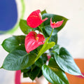Pink Flamingo Flower - Anthurium andraeanum 'Arisa Pink' - Sprouts of Bristol