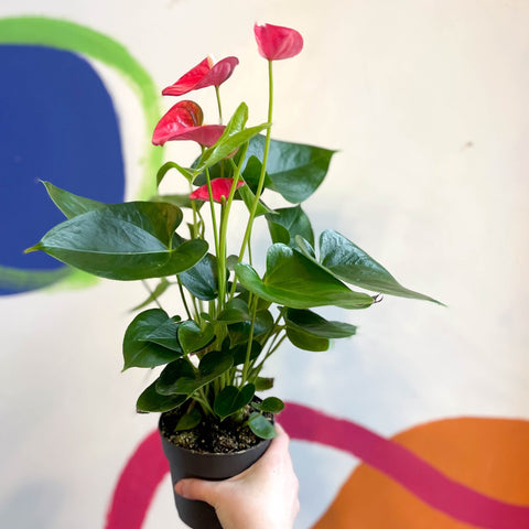 Pink Flamingo Flower - Anthurium andraeanum 'Arisa Pink' - Sprouts of Bristol