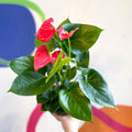 Pink Flamingo Flower - Anthurium andraeanum 'Arisa Pink' - Sprouts of Bristol
