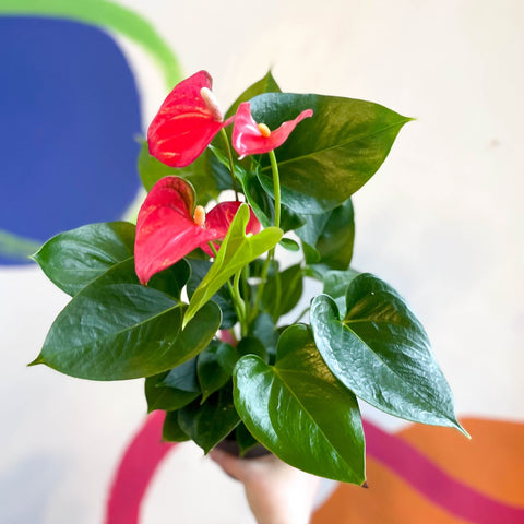Pink Flamingo Flower - Anthurium andraeanum 'Arisa Pink' - Sprouts of Bristol