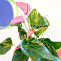 Pink Flamingo Flower - Anthurium andraeanum 'Joli' - Sprouts of Bristol