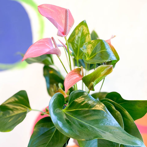 Pink Flamingo Flower - Anthurium andraeanum 'Joli' - Sprouts of Bristol