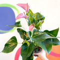 Pink Flamingo Flower - Anthurium andraeanum 'Joli' - Sprouts of Bristol