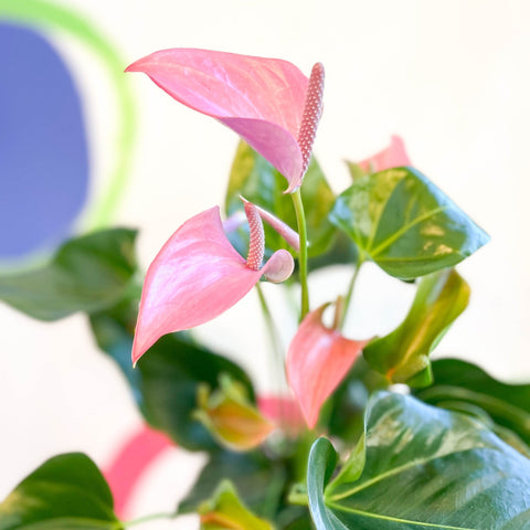 Pink Flamingo Flower - Anthurium andraeanum 'Joli' - Sprouts of Bristol