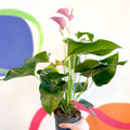 Pink Flamingo Flower - Anthurium andraeanum 'Joli' - Sprouts of Bristol