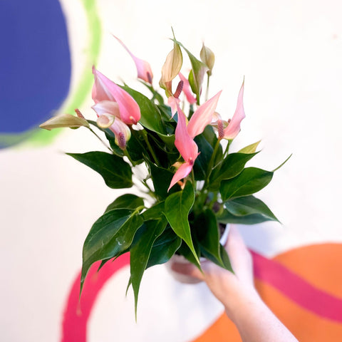 Pink Flamingo Flower - Anthurium andraeanum 'Lilli Pink' - Sprouts of Bristol