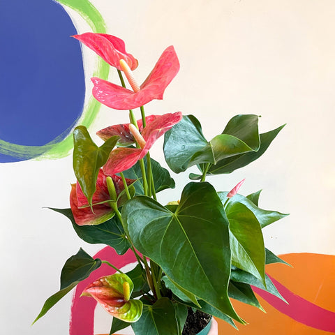 Pink Flamingo Flower - Anthurium 'Colorado Pink' - Sprouts of Bristol