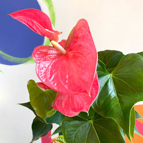 Pink Flamingo Flower - Anthurium 'Colorado Pink' - Sprouts of Bristol
