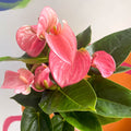 Pink Flamingo Flower - Anthurium 'Pink Champion' - Sprouts of Bristol