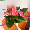 Pink Flamingo Flower - Anthurium 'Pink Champion' - Sprouts of Bristol