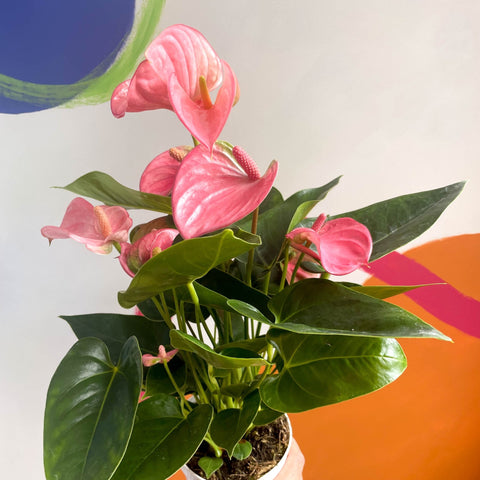 Pink Flamingo Flower - Anthurium 'Pink Champion' - Sprouts of Bristol