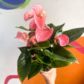 Pink Flamingo Flower - Anthurium 'Pink Champion' - Sprouts of Bristol