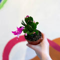 Pink Holiday Cactus - Schlumbergera truncata - Sprouts of Bristol