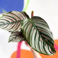 Pink Pinstripe Plant - Calathea ornata ‘Sanderiana’ - Sprouts of Bristol