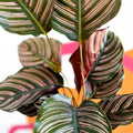 Pink Pinstripe Plant - Calathea ornata ‘Sanderiana’ - Sprouts of Bristol