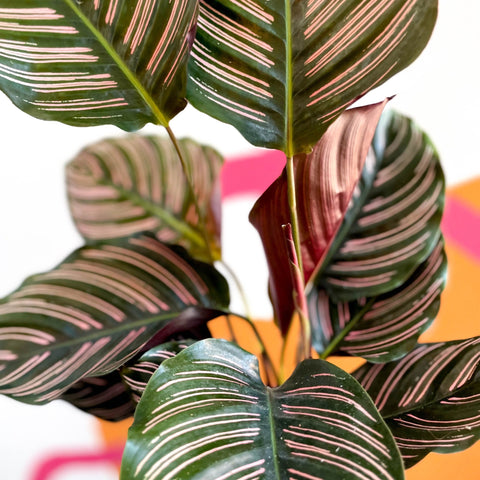 Pink Pinstripe Plant - Calathea ornata ‘Sanderiana’ - Sprouts of Bristol