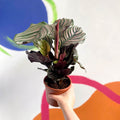 Pink Pinstripe Plant - Calathea ornata ‘Sanderiana’ - Sprouts of Bristol