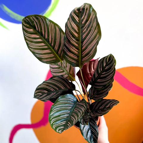 Pink Pinstripe Plant - Calathea ornata ‘Sanderiana’ - Sprouts of Bristol