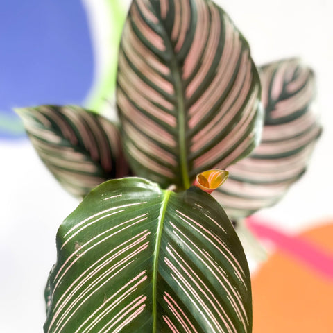 Pink Pinstripe Plant - Calathea ornata ‘Sanderiana’ - Sprouts of Bristol