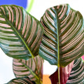 Pink Pinstripe Plant - Calathea ornata ‘Sanderiana’ - Sprouts of Bristol