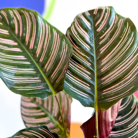 Pink Pinstripe Plant - Calathea ornata ‘Sanderiana’ - Sprouts of Bristol