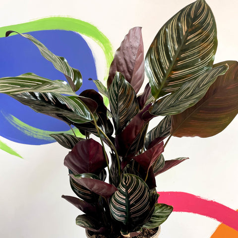 Pink Pinstripe Plant - Calathea ornata ‘Sanderiana’ - British Grown - Sprouts of Bristol