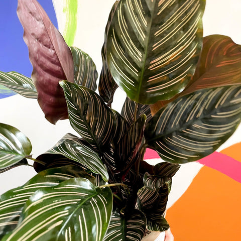 Pink Pinstripe Plant - Calathea ornata ‘Sanderiana’ - British Grown - Sprouts of Bristol