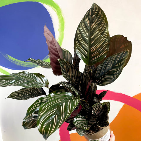 Pink Pinstripe Plant - Calathea ornata ‘Sanderiana’ - British Grown - Sprouts of Bristol