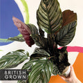 Pink Pinstripe Plant - Calathea ornata ‘Sanderiana’ - British Grown - Sprouts of Bristol