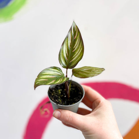 Pinstripe Plant - Calathea ornata 'Mieli' - Sprouts of Bristol