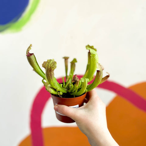 Pitcher Plant - Sarracenia 'Fiona' - Sprouts of Bristol