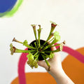 Pitcher Plant - Sarracenia 'Fiona' - Sprouts of Bristol