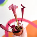 Pitcher Plant - Sarracenia 'Juthatip Soper' - Sprouts of Bristol
