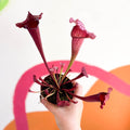 Pitcher Plant - Sarracenia 'Juthatip Soper' - Sprouts of Bristol