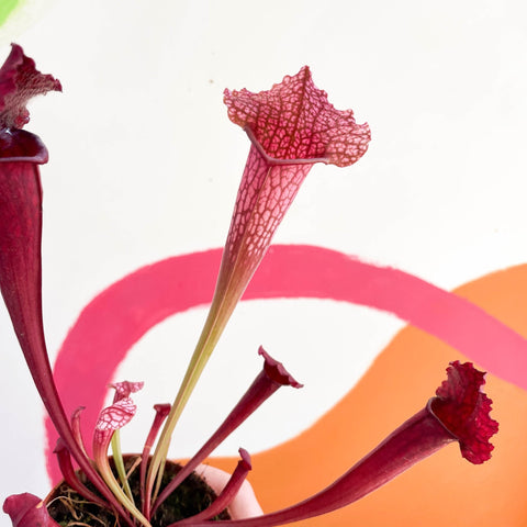 Pitcher Plant - Sarracenia 'Juthatip Soper' - Sprouts of Bristol