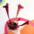 Pitcher Plant - Sarracenia 'Juthatip Soper' - Sprouts of Bristol