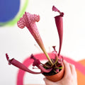 Pitcher Plant - Sarracenia 'Juthatip Soper' - Sprouts of Bristol