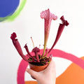 Pitcher Plant - Sarracenia 'Juthatip Soper' - Sprouts of Bristol
