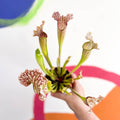 Pitcher Plant - Sarracenia leucophylla - Sprouts of Bristol