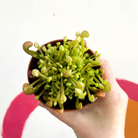 Pitcher Plant - Sarracenia leucophylla x psittacina ‘Scarlet Belle’ - Sprouts of Bristol