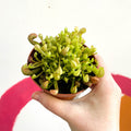 Pitcher Plant - Sarracenia leucophylla x psittacina ‘Scarlet Belle’ - Sprouts of Bristol
