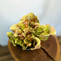 Pitcher Plant - Sarracenia purpurea - Sprouts of Bristol
