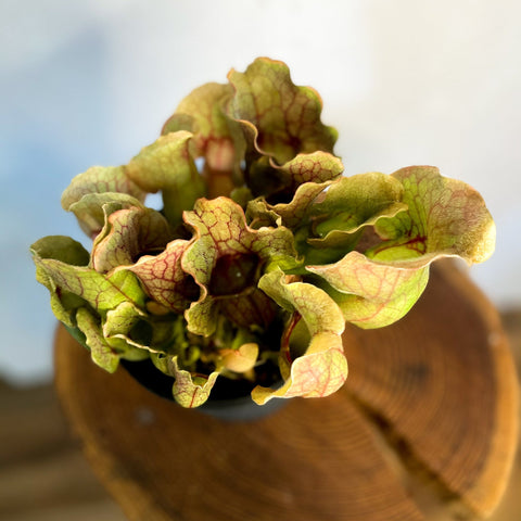 Pitcher Plant - Sarracenia purpurea - Sprouts of Bristol