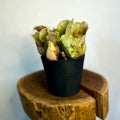 Pitcher Plant - Sarracenia purpurea - Sprouts of Bristol