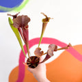 Pitcher Plant - Sarracenia 'Tygo' - Sprouts of Bristol
