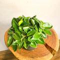 Pixie Peperomia - Peperomia orba 'Wonderwing' - Sprouts of Bristol